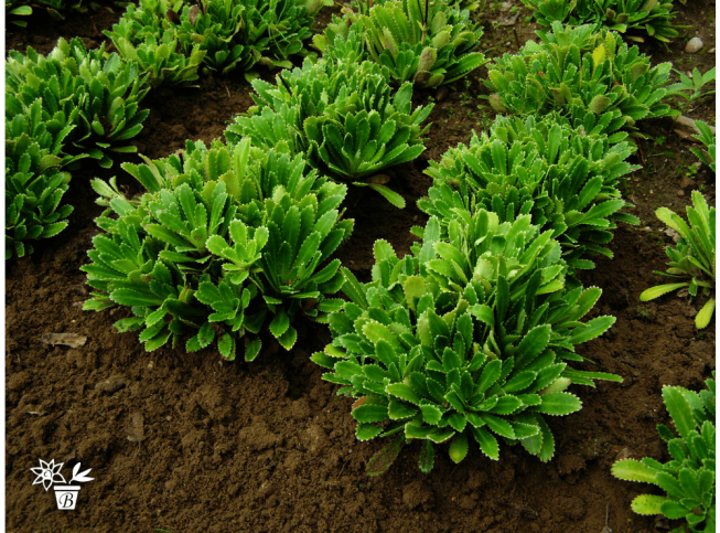 Saxifraga x andrewsii